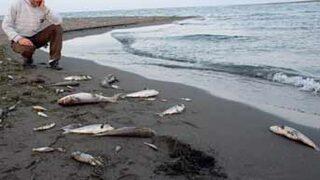 Yeşilırmak'ta katliam sürüyor