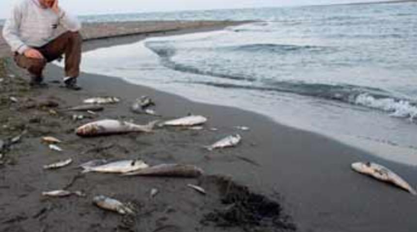 Yeşilırmak'ta katliam sürüyor