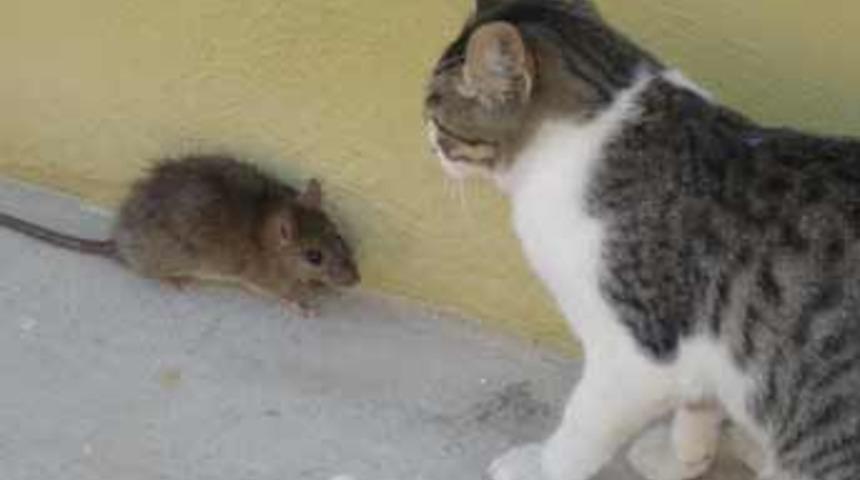 Farenin cesareti koskoca kediyi korkuttu