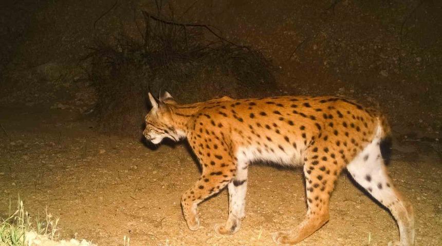 Ormanın hayaletleri! Gizemli vaşak Eskişehir'de görüntülendi: Parstan sonraki en büyük yabani kedi türümüz