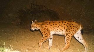 Ormanın hayaletleri! Gizemli vaşak Eskişehir'de görüntülendi: Parstan sonraki en büyük yabani kedi türümüz