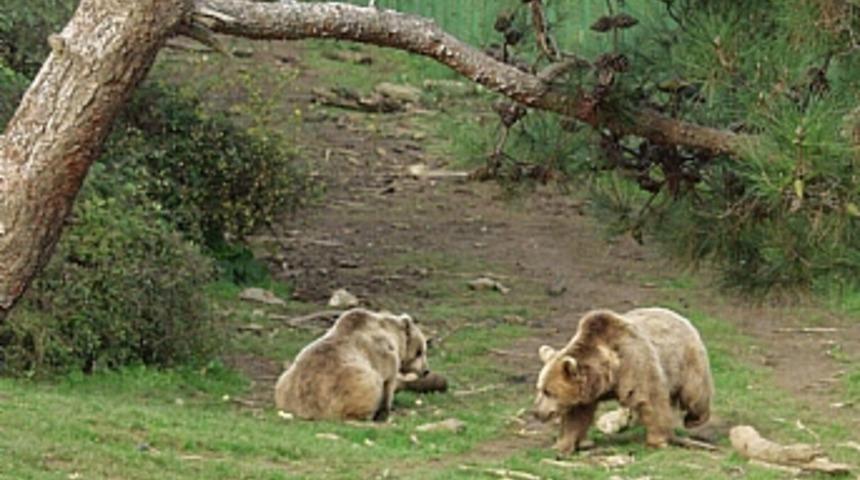 Datvi doğal hayata alıştı