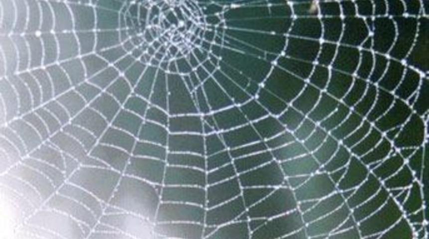 &Ouml;r&uuml;mcekler, dişileriyle ışınla iletişim kuruyor