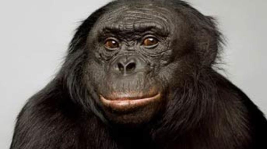 Hayvanlar sandığınızdan daha &ccedil;ok d&uuml;ş&uuml;n&uuml;yor