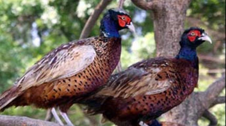 S&uuml;l&uuml;nler yumurtadan &ccedil;ıkıyor