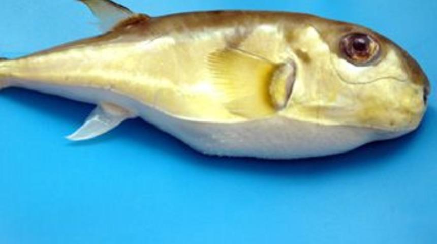 Tropikal balık t&uuml;r&uuml; &Ccedil;anakkale'de