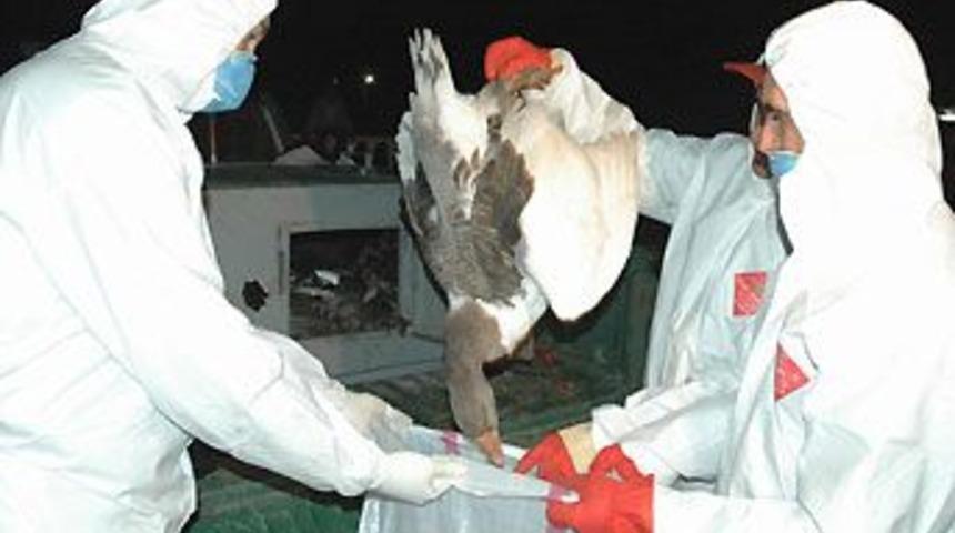 Vietnam'da kuş gribi