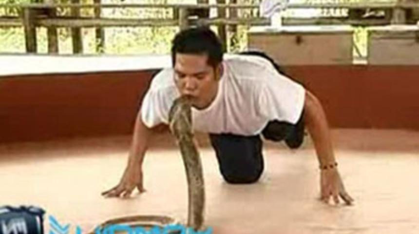 Kobra yılanlarıyla tehlikeli dans