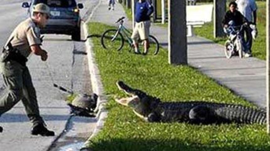 Timsah sahil kıyısında dolaşmaya &ccedil;ıkarsa!