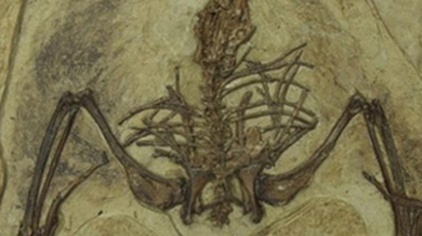 Dinazor iskeletleri i&ccedil;in sponsor aranıyor