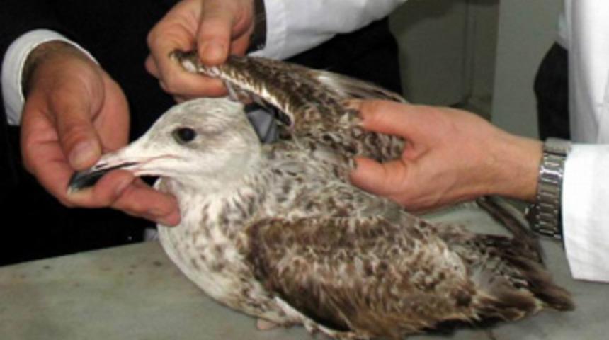 Balıkesir'de sakat martı seferberliği