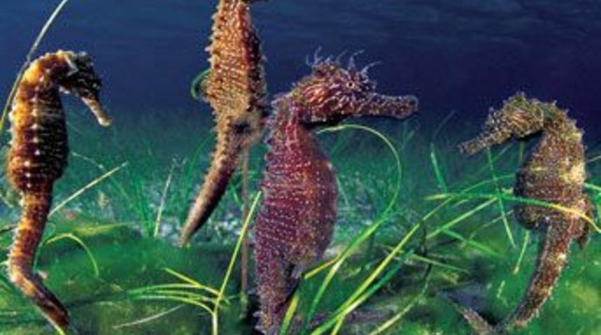 Okyanusun gizemli yaratıkları