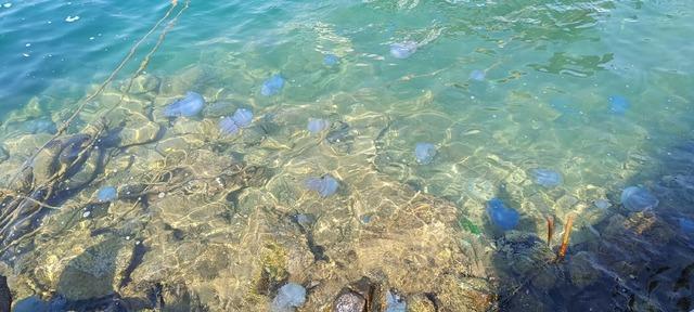 foca-sahillerinde-denizanasi-yogunlugu_4980_dhaphoto12