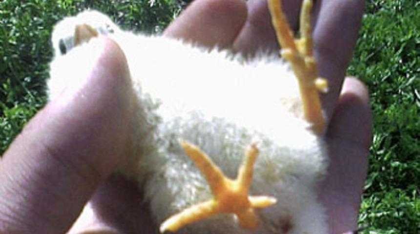 Yumurtadan 3 ayaklı civciv &ccedil;ıktı