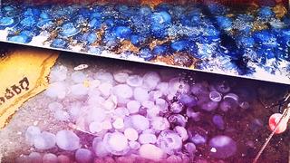 Turizm cenneti Foça'da istila: Denize girdirtmiyorlar! Bazıları devasa boyutta, renkleri koyu mavi... Bu kadarını ilk kez görüyorum