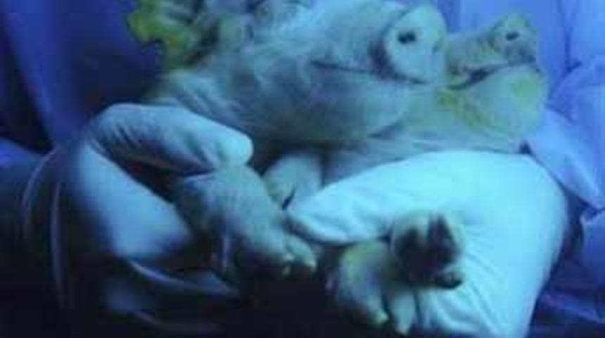 Domuz, fosforlu 2 yavru doğurdu