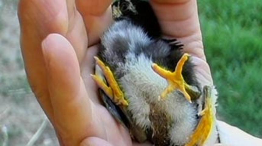 4 ayaklı civciv g&ouml;renleri hayrete d&uuml;ş&uuml;r&uuml;yor