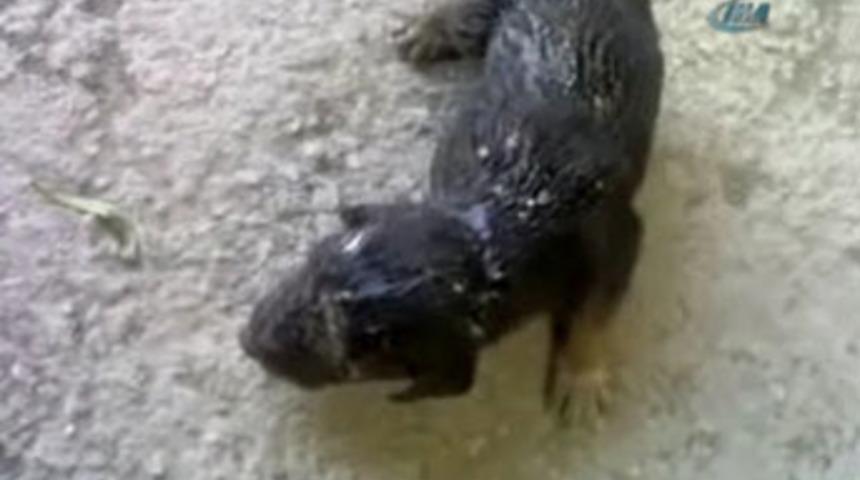 15 g&uuml;nl&uuml;k k&ouml;pek "anne" diye diye &ouml;ld&uuml;