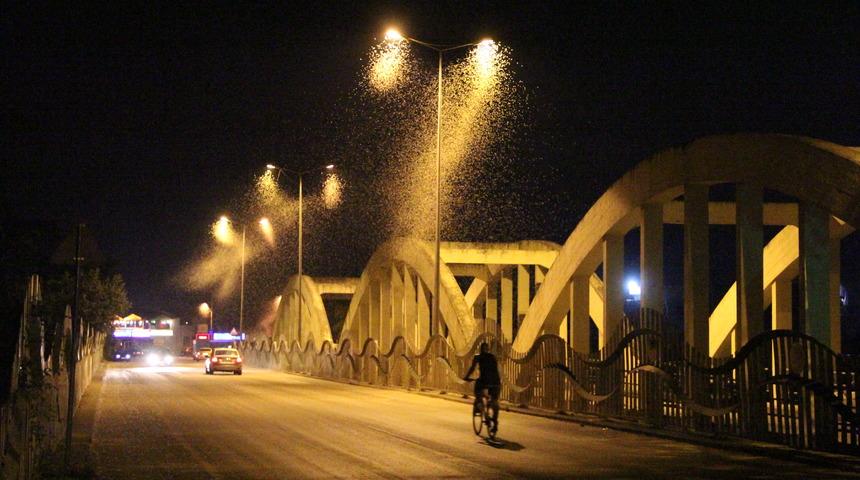 Sakarya'da birgün sineklerinin "ölüm uçuşu" başladı