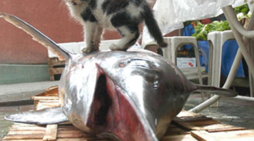 Kuşadası'nda 4 dev kılı&ccedil; balığı yakalandı