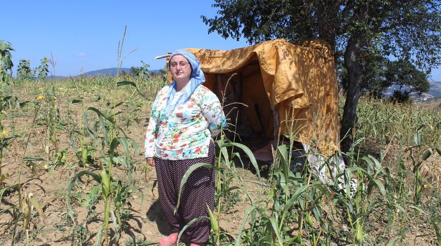 Mısır tarlalarını domuzlardan korumak için 24 saat nöbet tutuyorlar