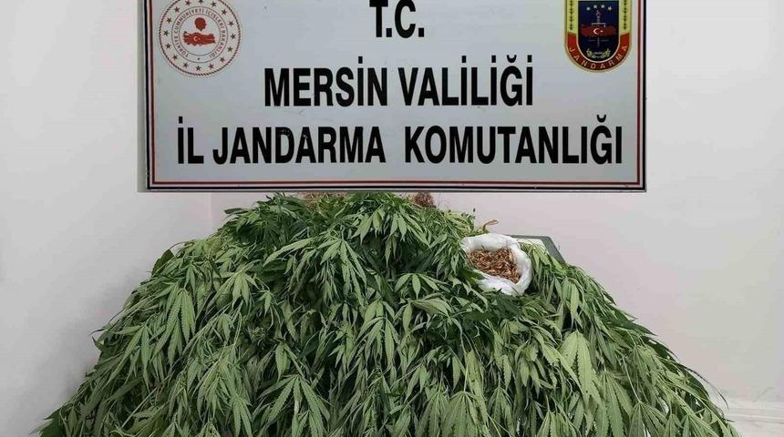 Mersin’de 341 kök kenevir ele geçirildi