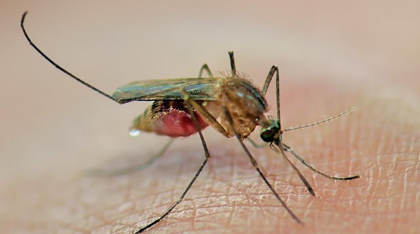 Sivrisineklerin kabusu oluyor! Bu sinek kovucu y&ouml;ntem b&ouml;cek ila&ccedil;larından daha etkili