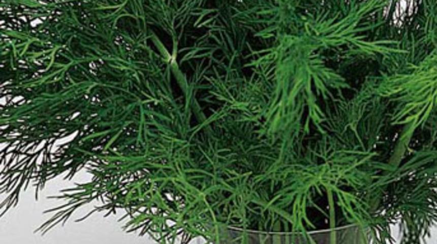 S&uuml;t sevmeyen dereotu yesin!