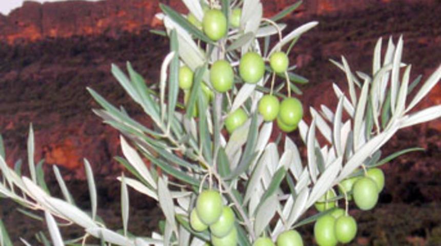 Bin bir derde deva zeytin çekirdeği