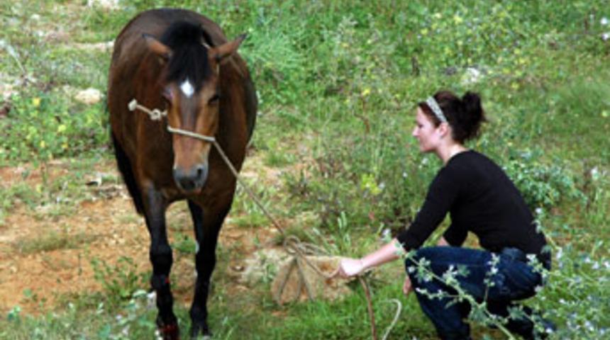Bel&ccedil;ika'da at s&uuml;t&uuml; reva&ccedil;ta