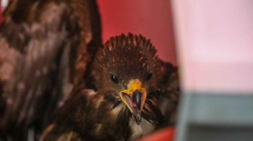 Bodrum'da geçici hayvan bakımevinde yaralı yaban hayvanları da tedavi ediliyor