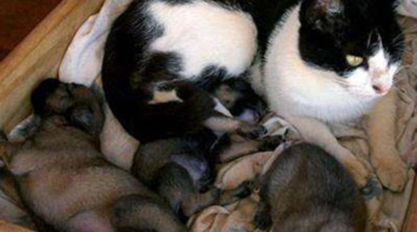 Unutulan &ccedil;antalardan kedi ve k&ouml;pek &ccedil;ıktı