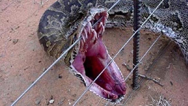 Tek damlası zehir saçıyor! Ölümcül yılanla karşı karşıya gelince dehşet yaşadı