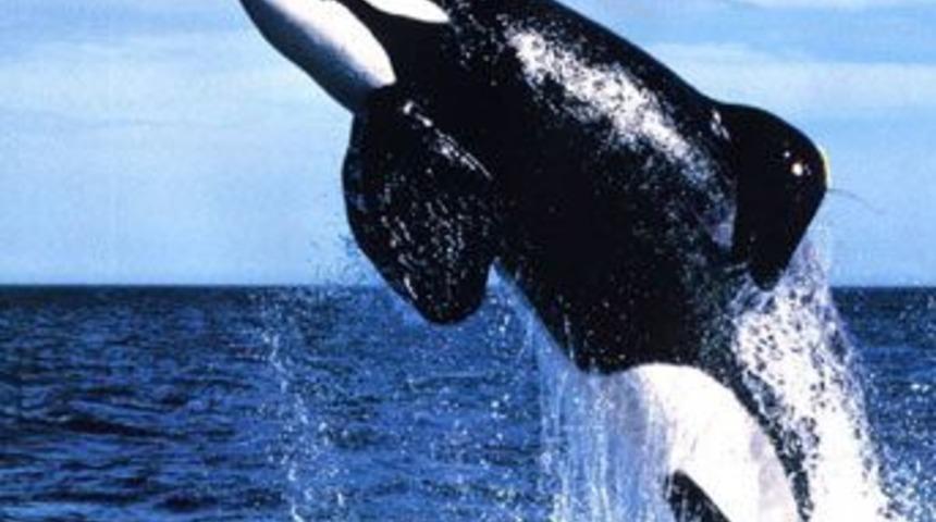 Okyanuslardaki ses kirliliği balina ve yunusları tehlikeye sokuyor