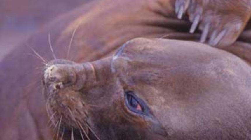 Kazakistan'da 700 &ouml;l&uuml; fok kıyılara vurdu