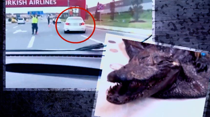 İstanbul’da akılalmaz operasyon! Timsah kafasından yapılmış çantayı gören şoke oldu…