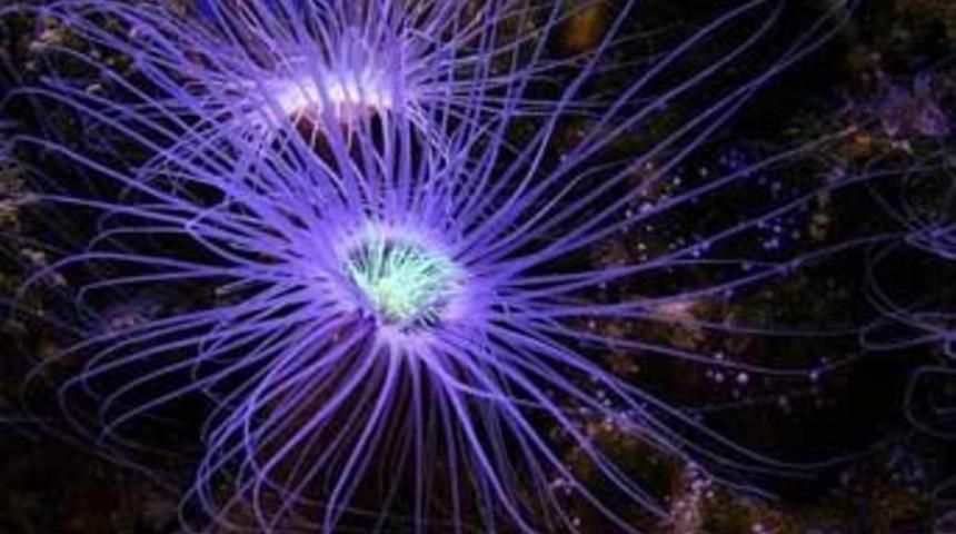 Deniz yaşamı tehdit altında