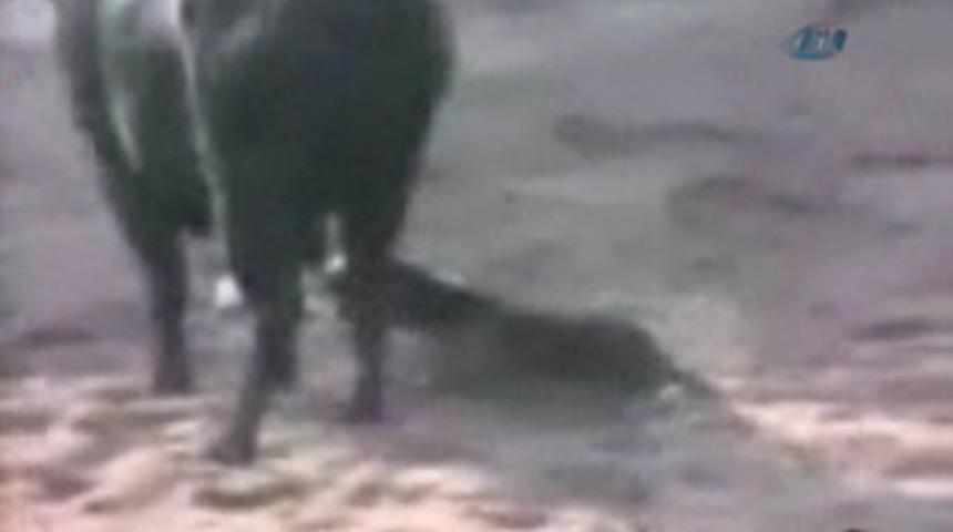 Cesur k&ouml;pek sahibini b&ouml;yle kurtardı