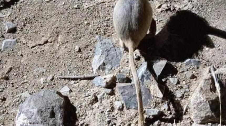 Elazığ’da kırmızı listede yer alan Arap tavşanı görüntülendi