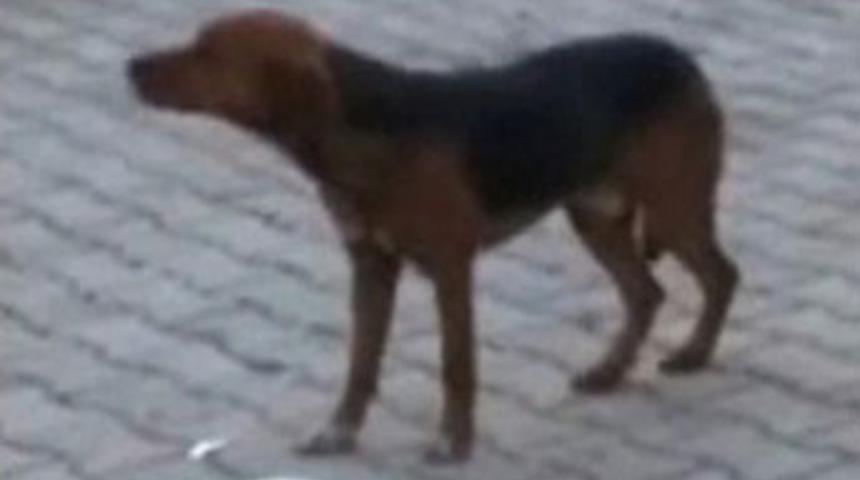 Ankara havası 'k&ouml;peği' bile oynattı. İZLEYİN