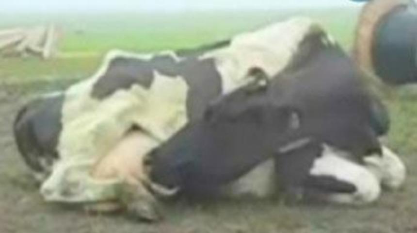 İneğe tecav&uuml;z ederken basıldı!