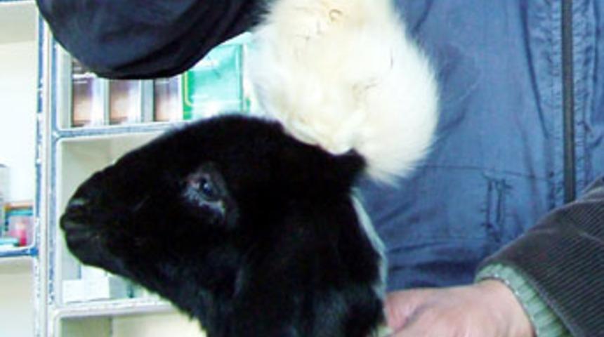 Bu kez de kuzunun beyni dışarıda doğru