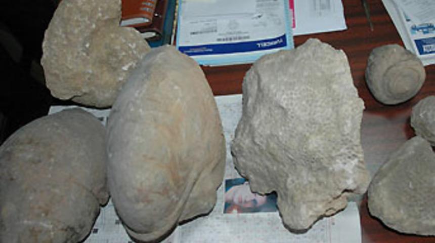 78 milyon yıllık 3 t&uuml;r deniz fosili bulundu