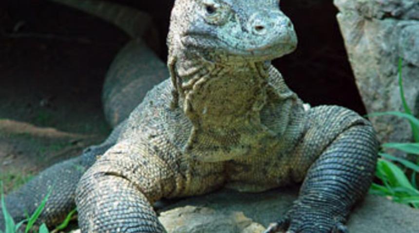 Komodo ejderi 5 yavru d&uuml;nyaya getirdi