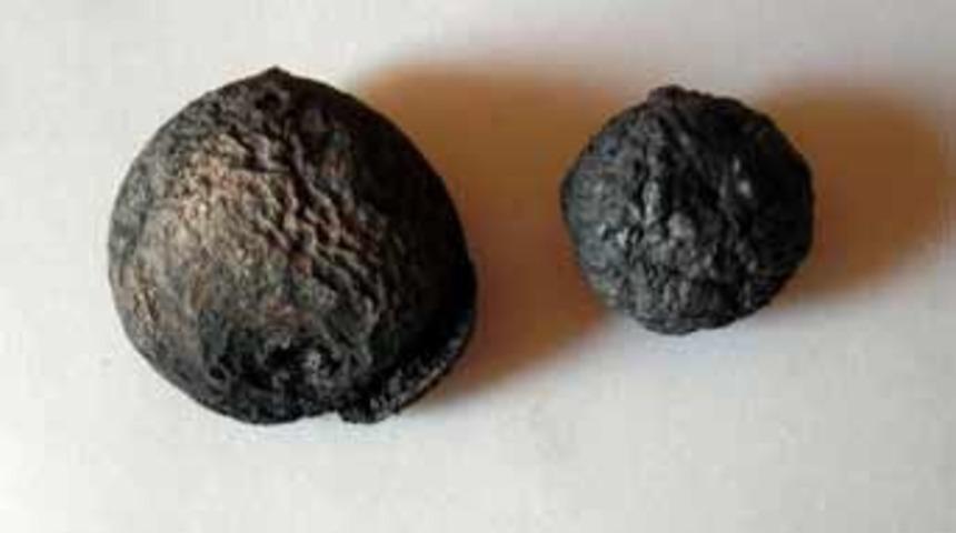 2 bin 400 yıllık incir bulundu