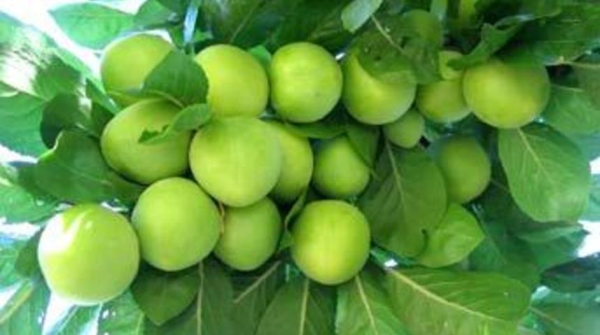 Erik sağlık k&uuml;p&uuml;