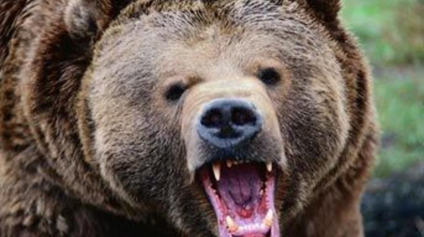 Hollywood'da ayı dehşeti