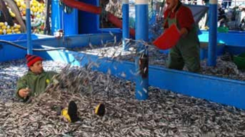 Marmara Denizi'nde hamsi bolluğu