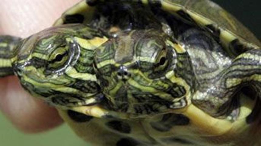 10 bin ka&ccedil;ak kaplumbağa yumurtası ele ge&ccedil;irildi