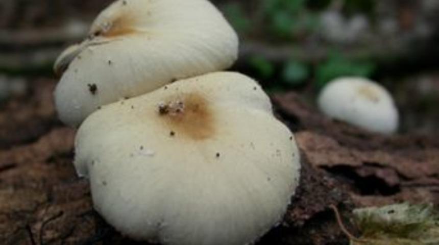 Dedesinin topladığı mantarı yiyen torun &ouml;ld&uuml;